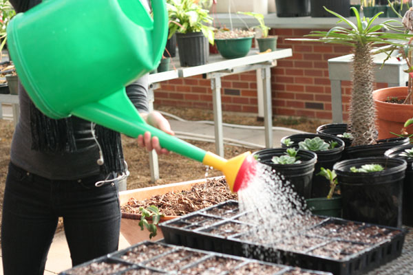 CAUGHT IN ACTION: A member of the horticulture team helps take care of a planting.