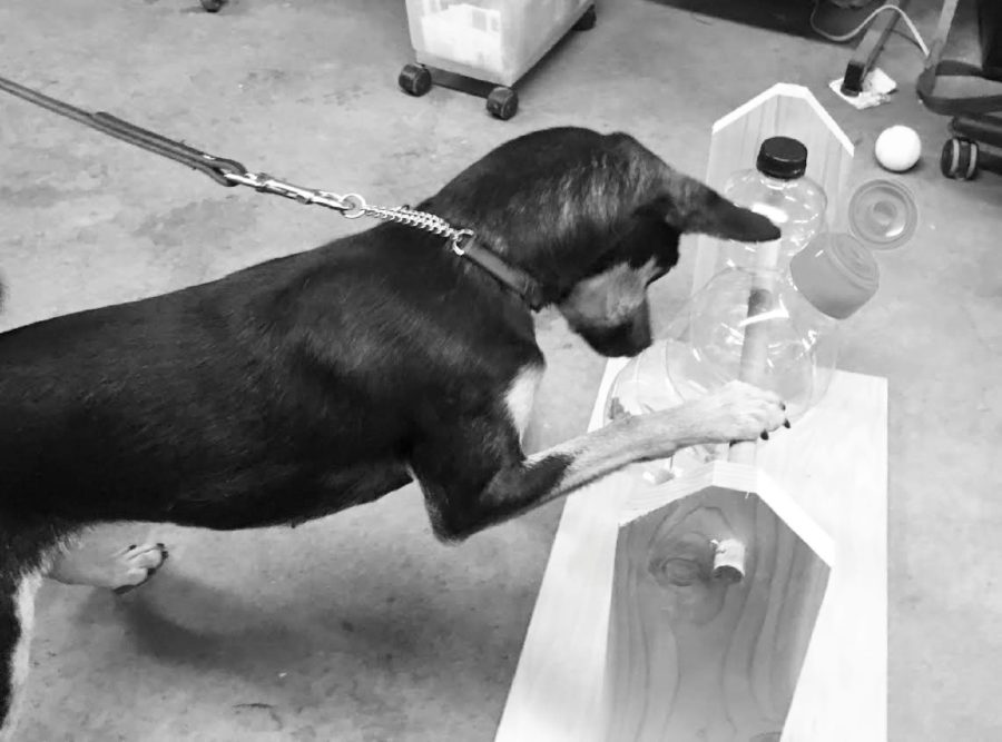 Attempting to get the treats out of the bottle, a Heartland Animal Shelter dog plays with a wooden toy created by Woodworking Instructor Stephen Silca and senior Jeremy McCann. Many dogs at the shelter are able to play with these toys as a way to relieve the stress they face everyday. Photo courtesy of Kara Busiel
