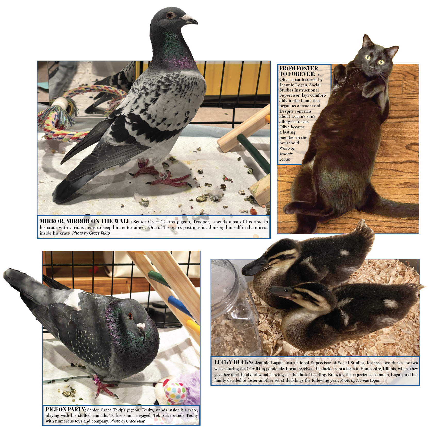 Fostering animals: temporary care, lifelong impact