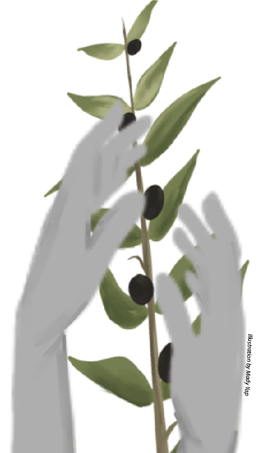 Extending the olive branch; understanding value in forgiveness